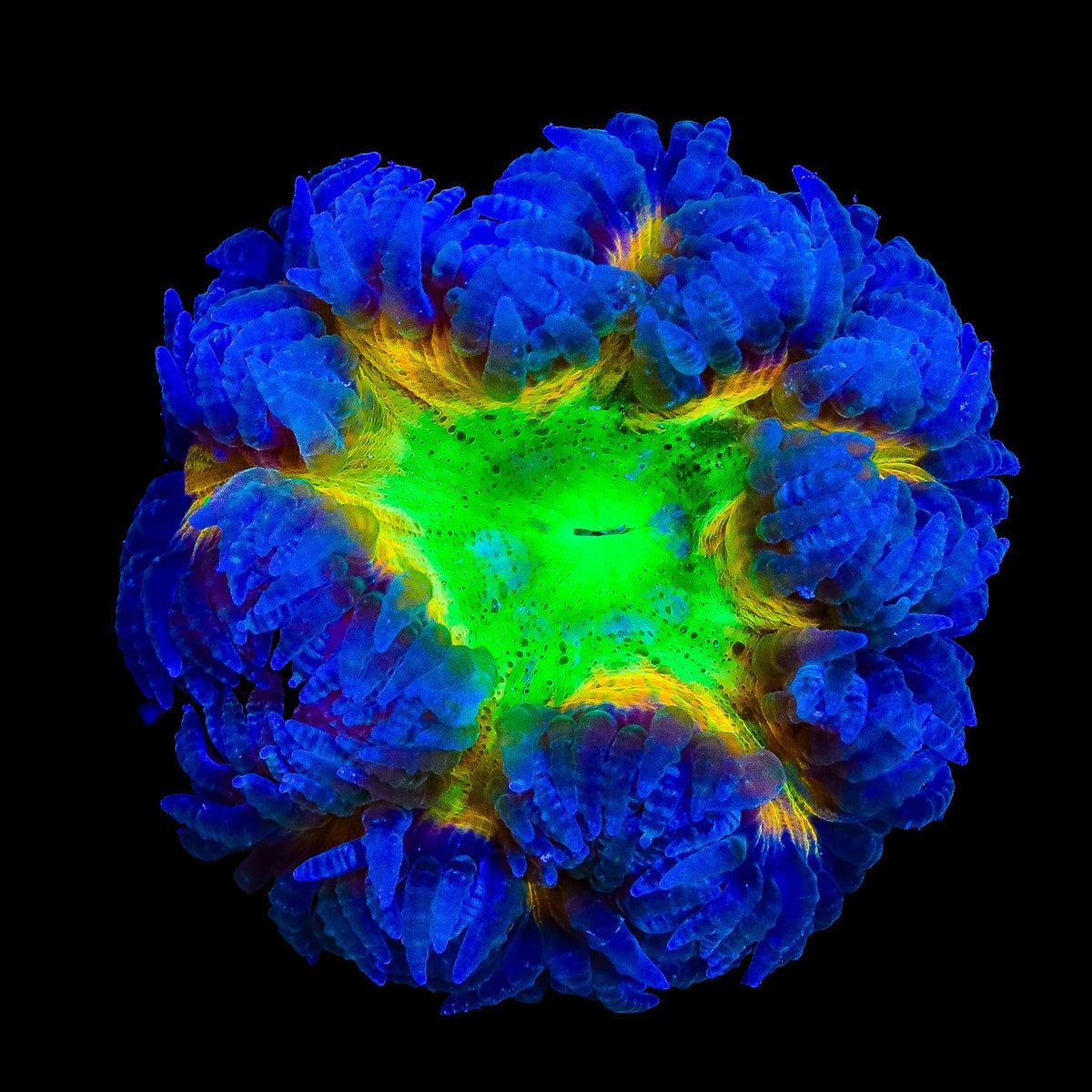 Ultra Rock Flower Anemone – WYSIWYG – Top Shelf Aquatics