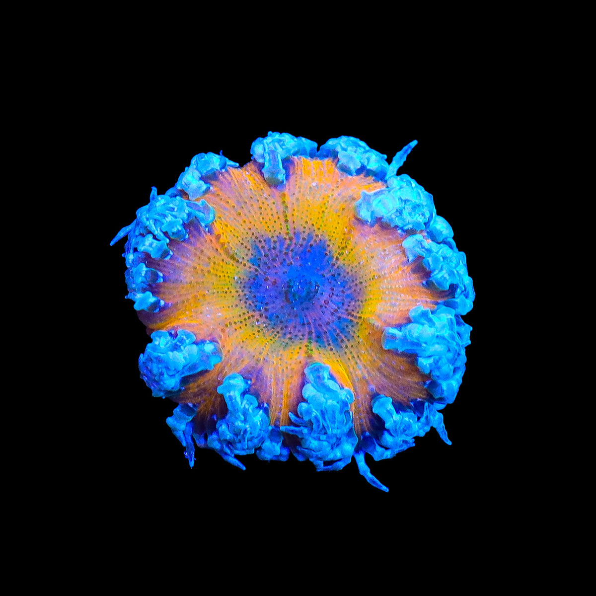 Ultra Rock Flower Anemone