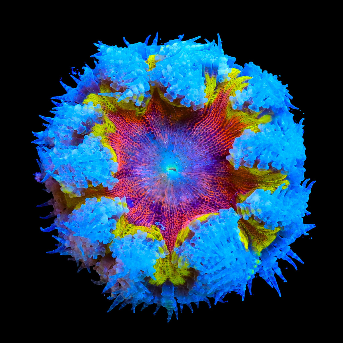 Ultra Rock Flower Anemone – WYSIWYG – Top Shelf Aquatics