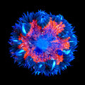 Ultra Rock Flower Anemone