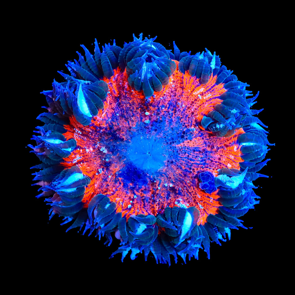 Ultra Rock Flower Anemone