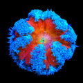 Ultra Rock Flower Anemone
