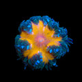 Ultra Rock Flower Anemone