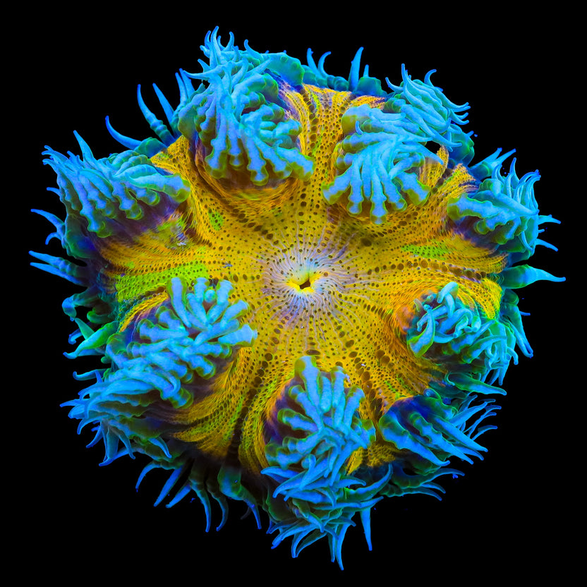 Affirm Fish Ultra Rock Flower Anemone – WYSIWYG – Top Shelf Aquatics