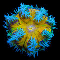 Ultra Rock Flower Anemone