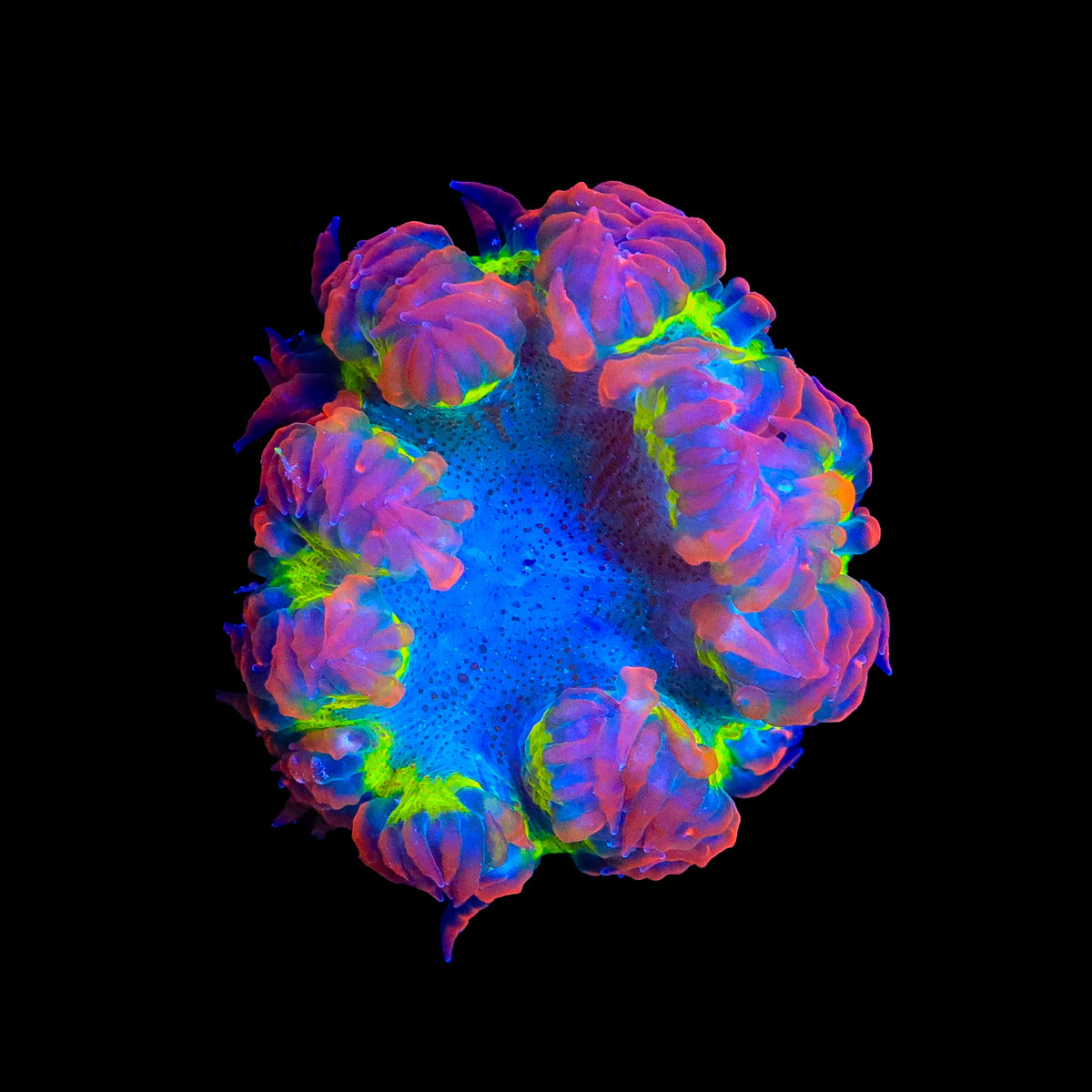 Ultra Rock Flower Anemone