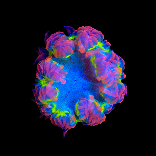 Ultra Rock Flower Anemone
