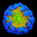 Ultra Rock Flower Anemone