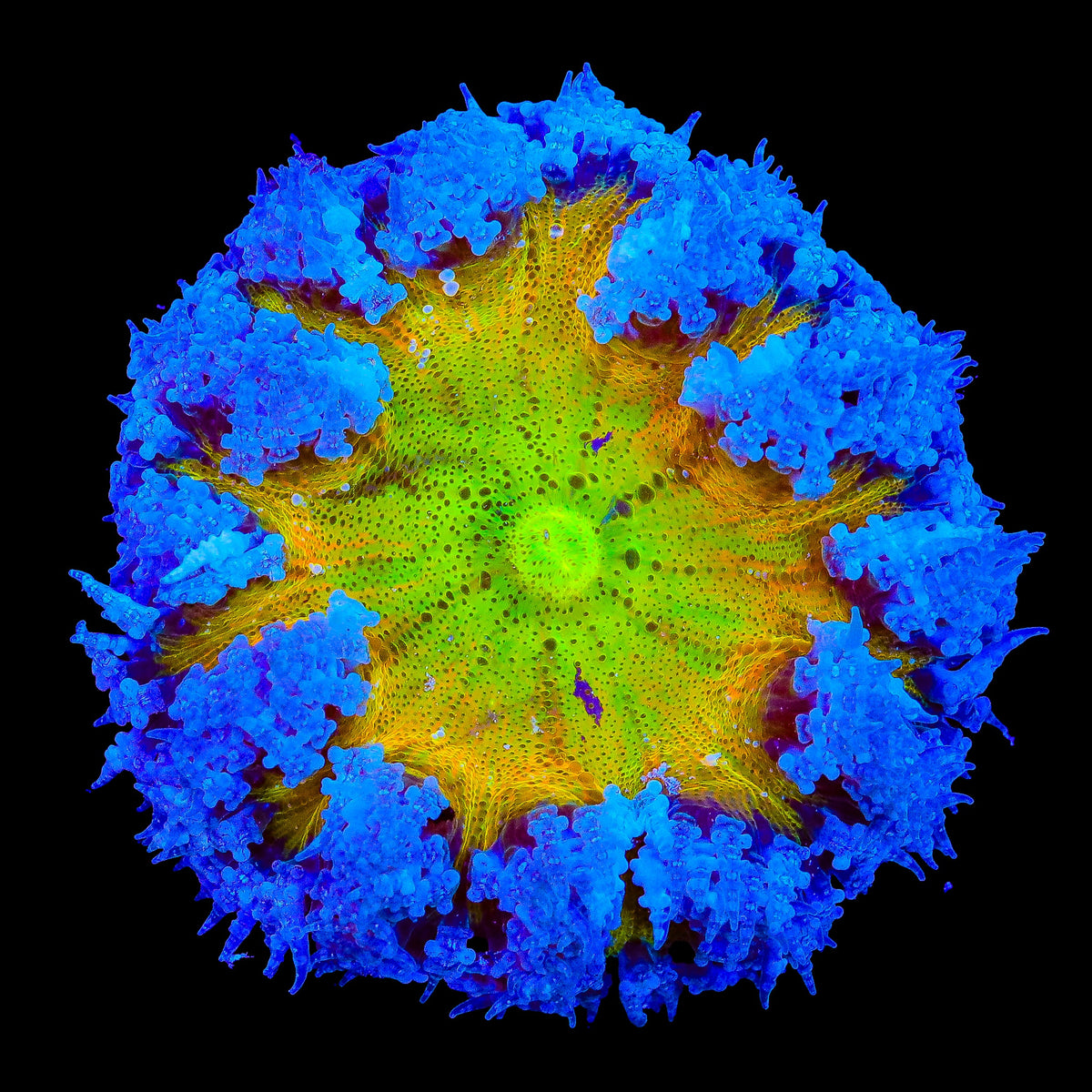 Ultra Rock Flower Anemone – WYSIWYG – Top Shelf Aquatics