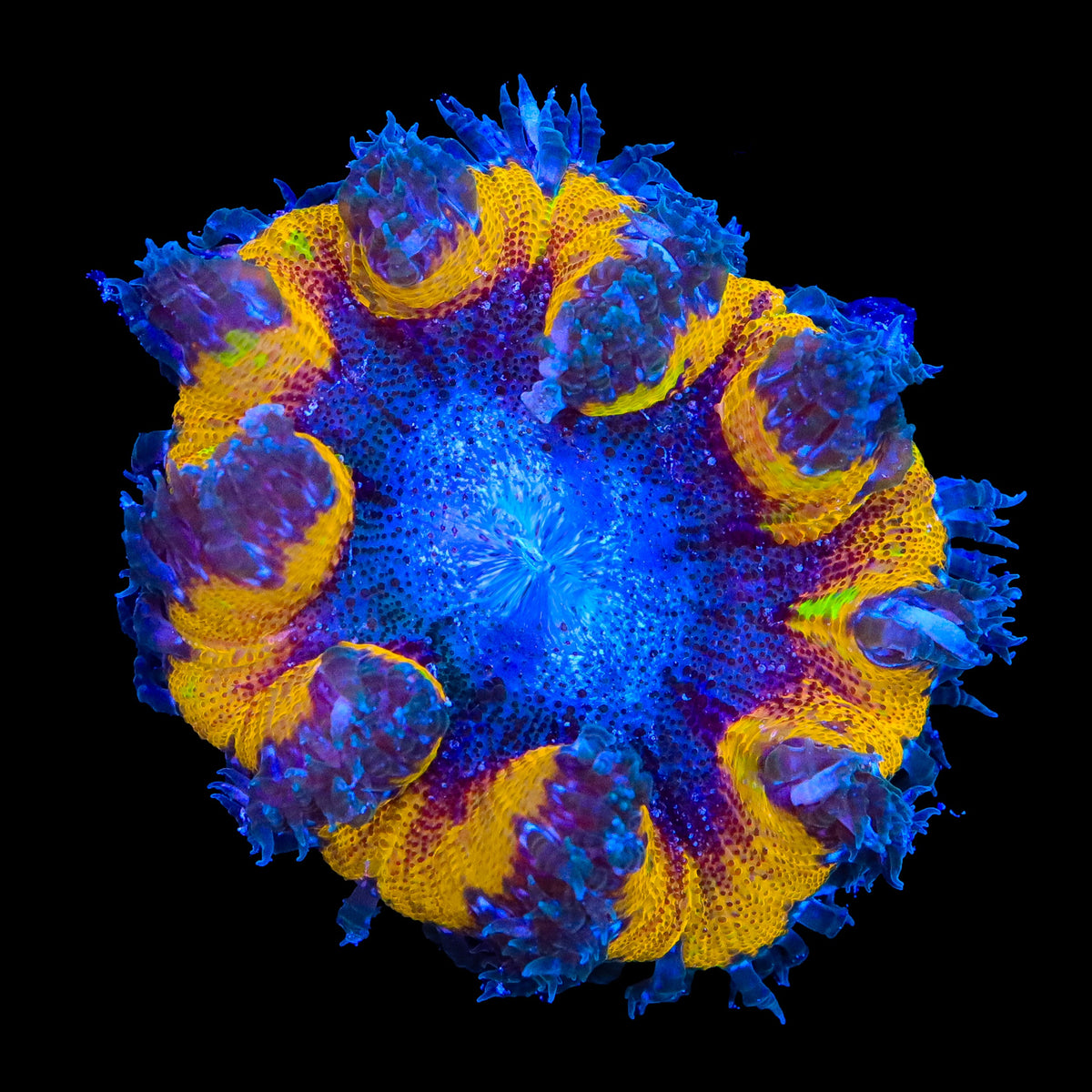 Ultra Rock Flower Anemone