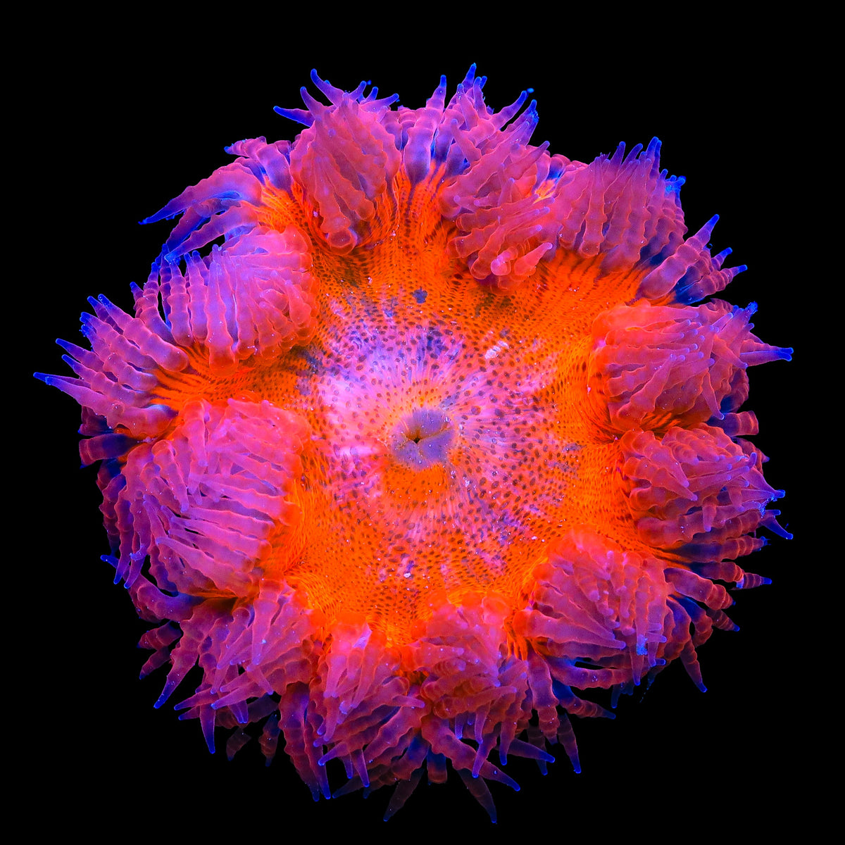 Ultra Red Rock Flower Anemone