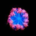 Ultra Rock Flower Anemone