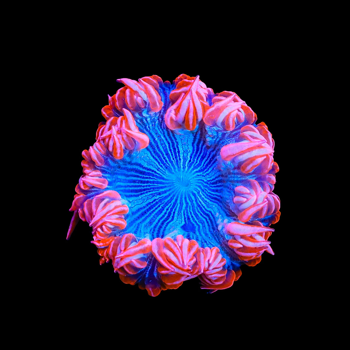 Ultra Rock Flower Anemone