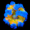 Ultra Rock Flower Anemone