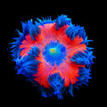 Ultra Rock Flower Anemone