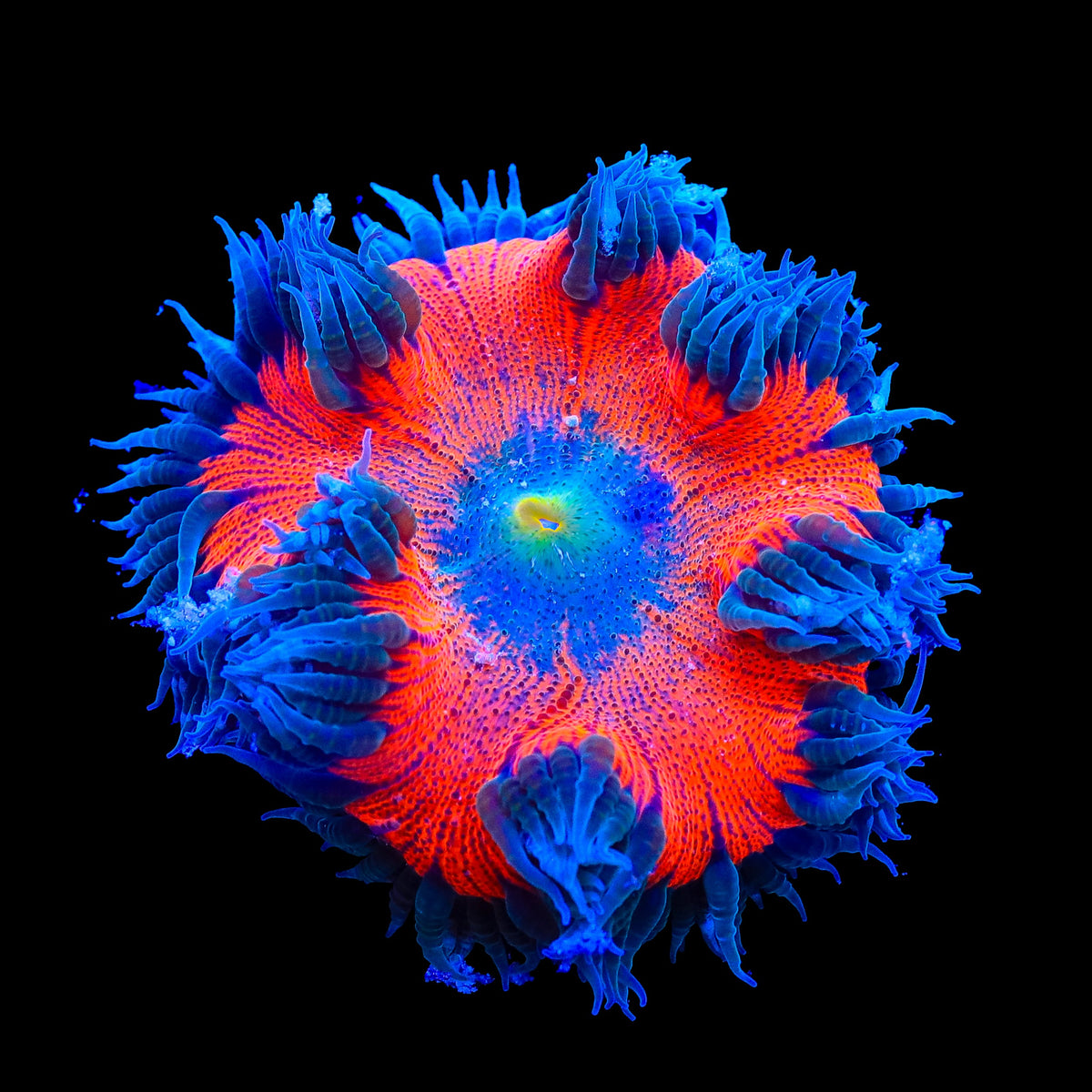 Ultra Rock Flower Anemone