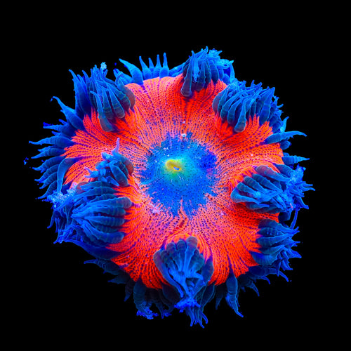 Ultra Rock Flower Anemone