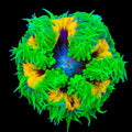Ultra Rock Flower Anemone