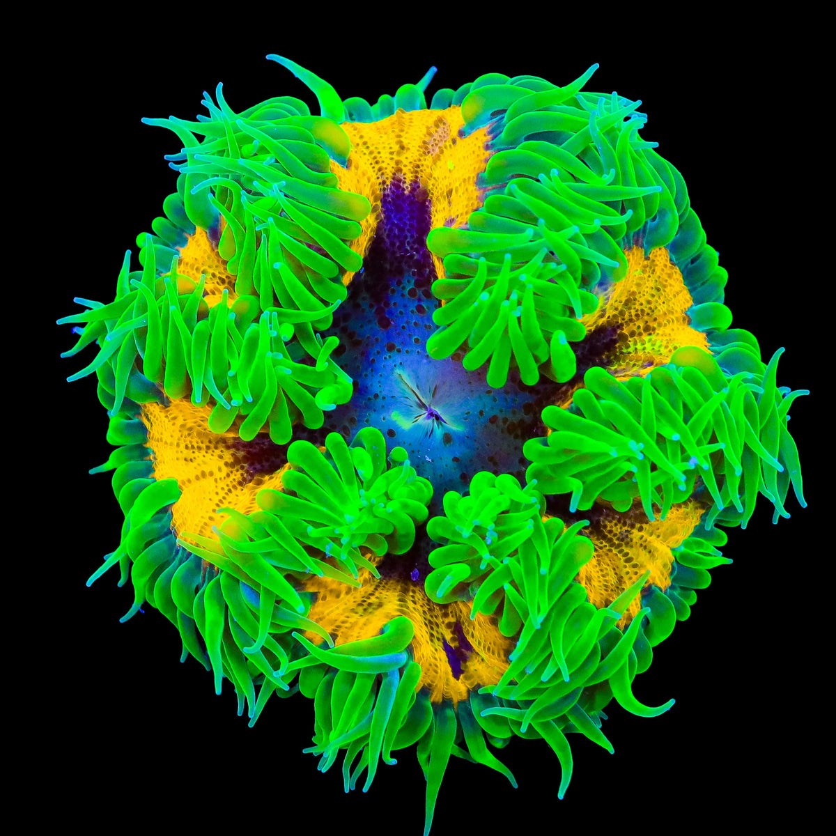 Ultra Rock Flower Anemone – WYSIWYG – Top Shelf Aquatics