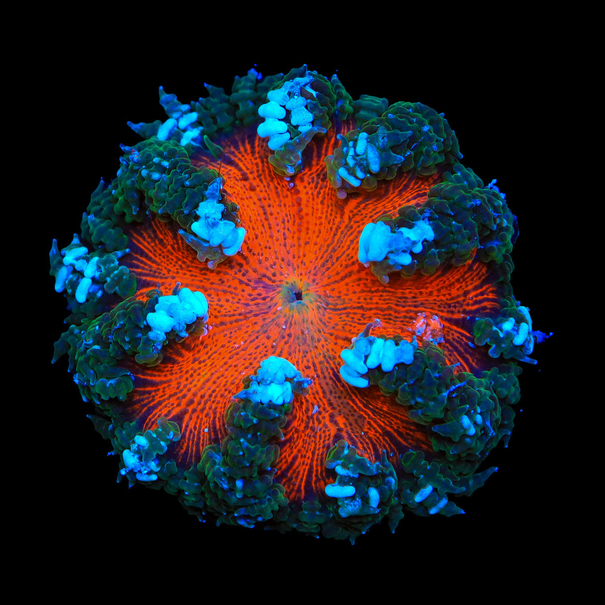 Ultra Rock Flower Anemone - Top Shelf Aquatics