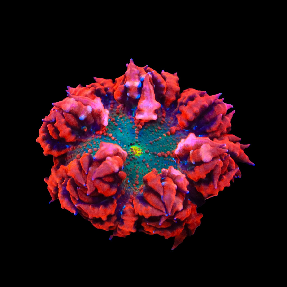 Ultra Rock Flower Anemone - Top Shelf Aquatics