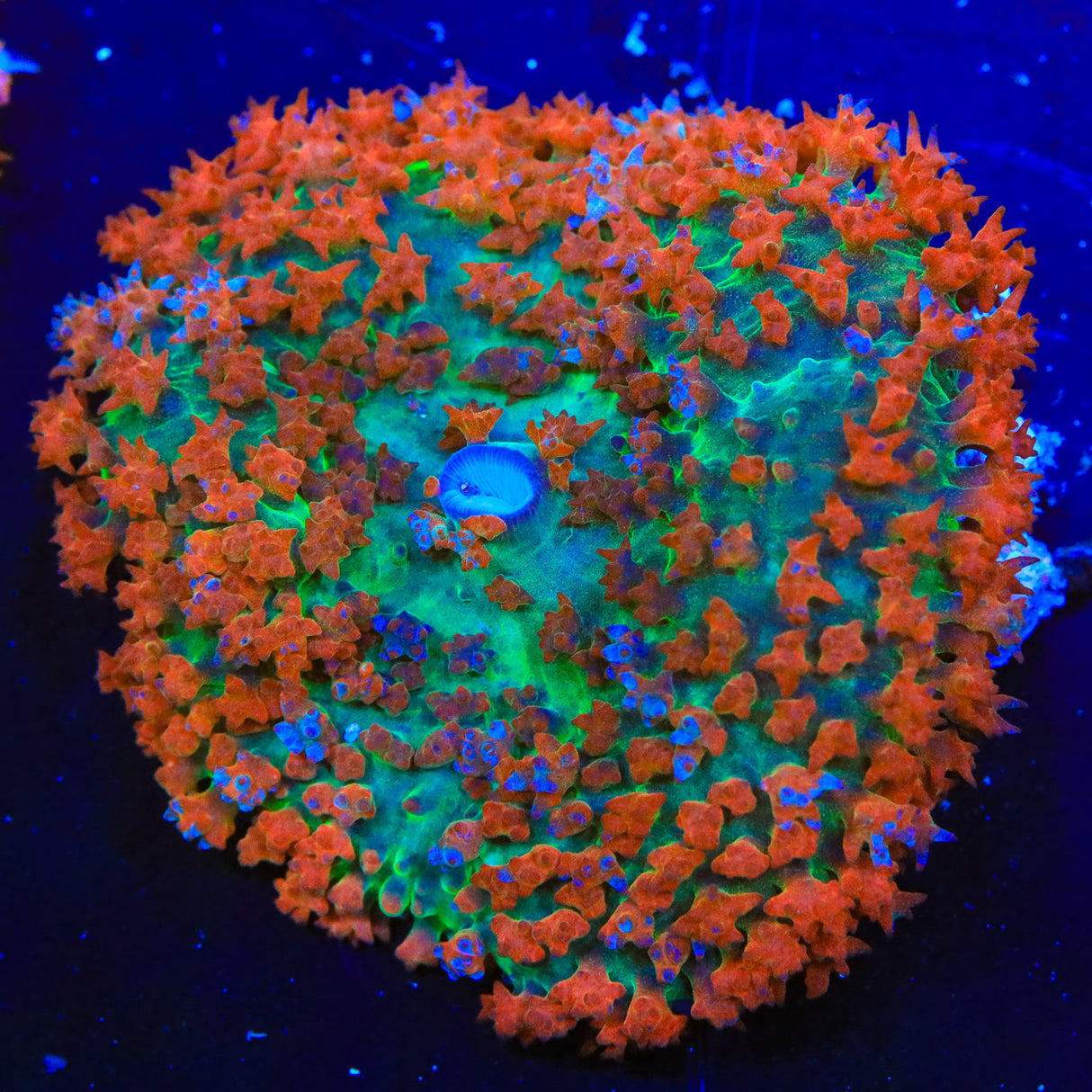 TSA Sonic Boom Saint Thomas Mushroom Coral - Top Shelf Aquatics