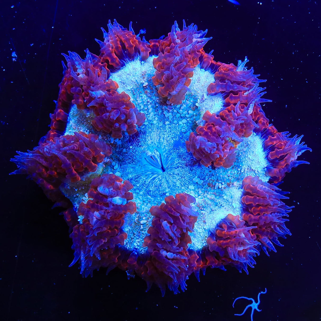 Ultra Rock Flower Anemone Coral