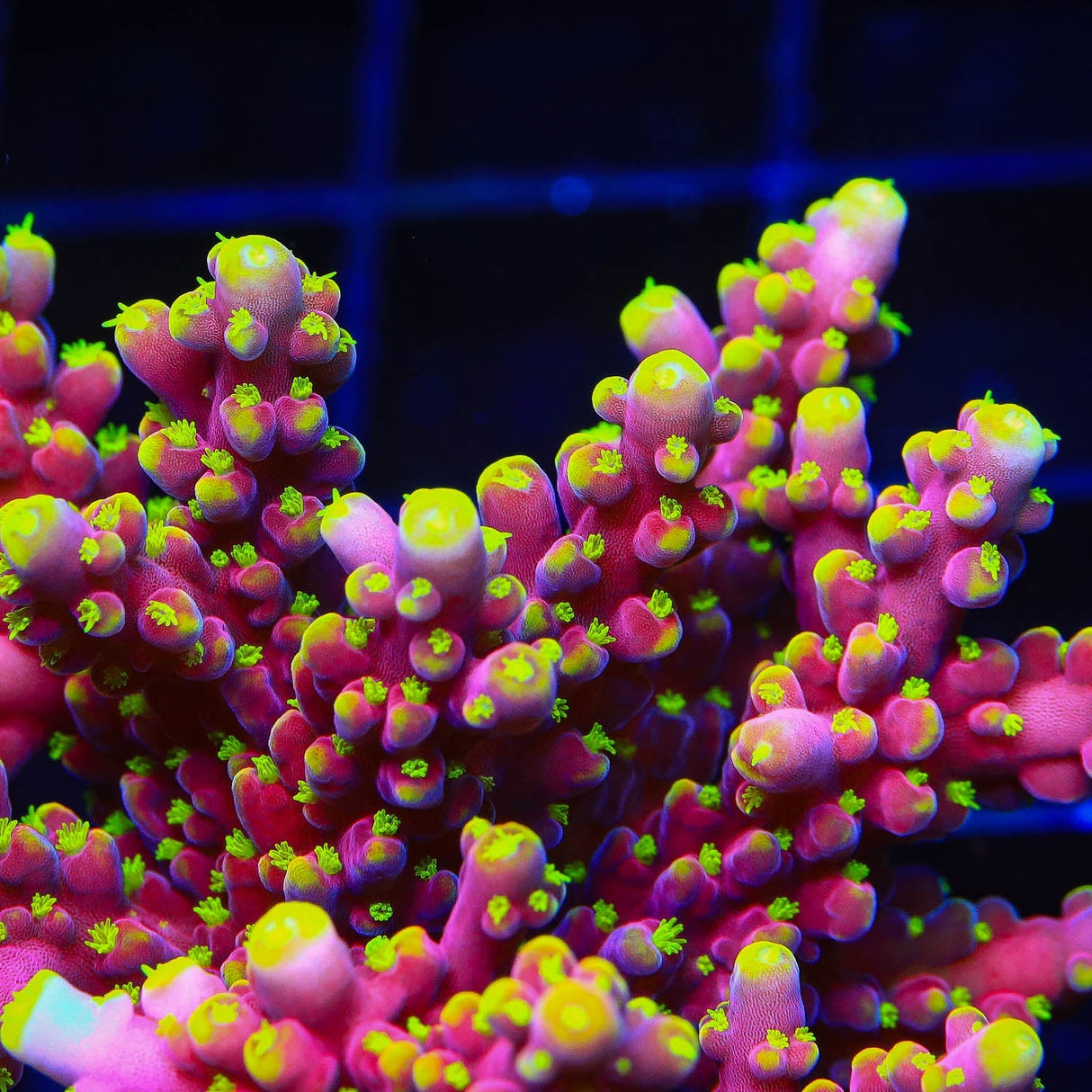 RR Firecracker Acropora Coral