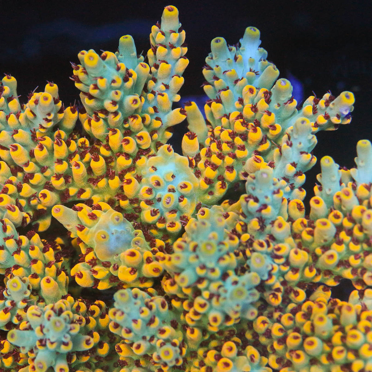 RR Pink Floyd Acropora Coral – Top Shelf Aquatics