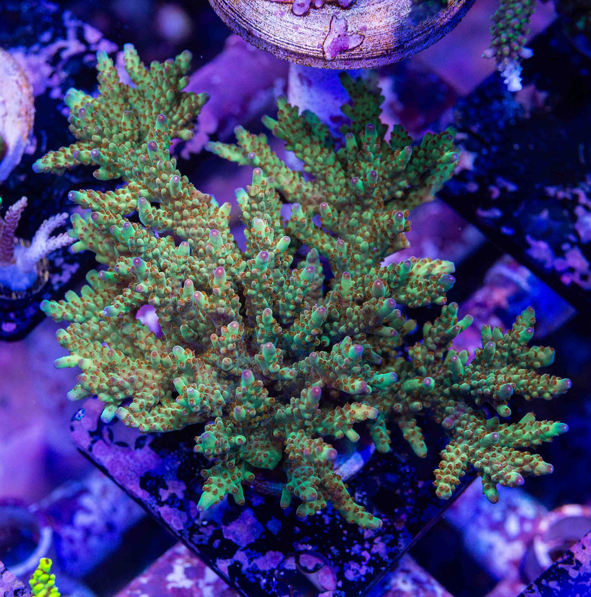 RR Wonderland Acropora – Top Shelf Aquatics