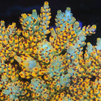 RR Pink Floyd Acropora Coral - mother colony