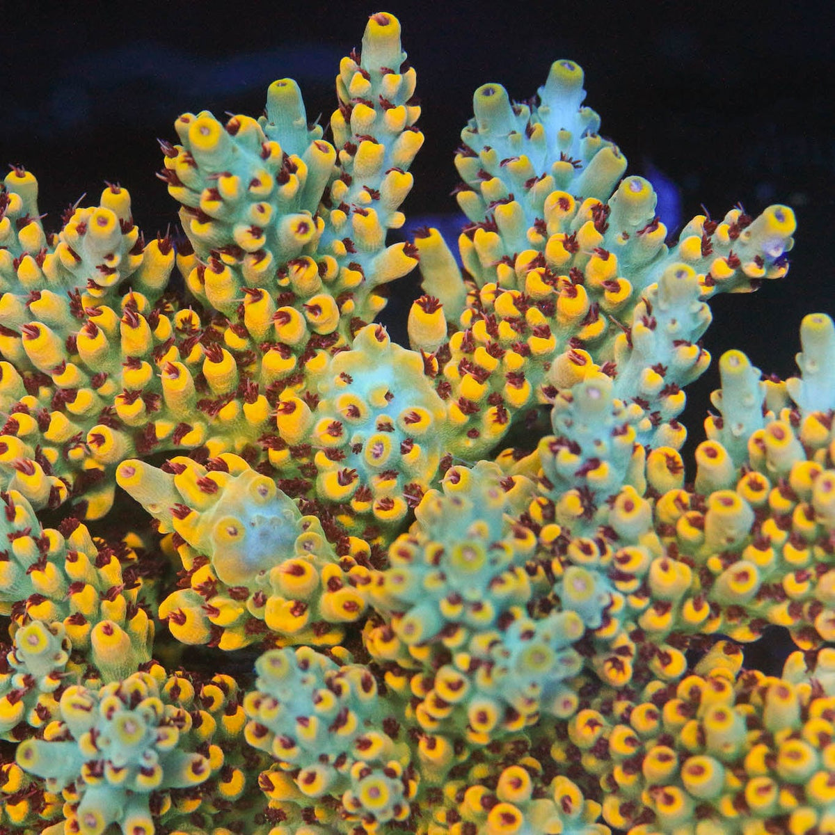 RR Pink Floyd Acropora Coral - mother colony