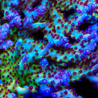 RR Robinhood Acropora XL Frag Coral - mother colony