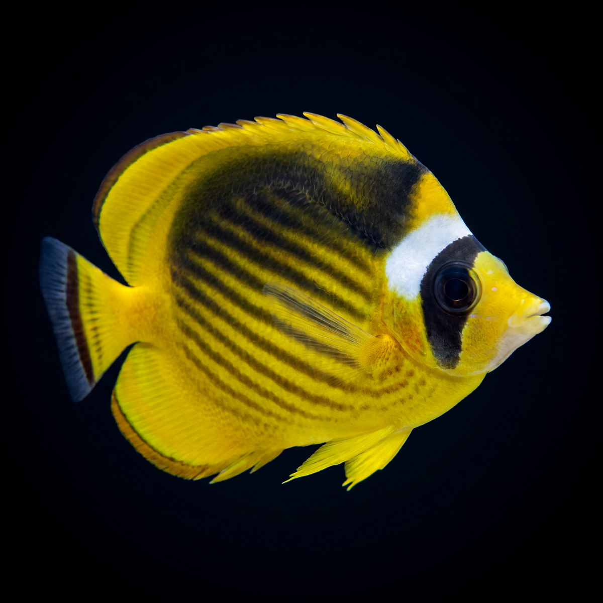 Raccoon Butterflyfish saltwater fish care guide