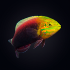 Radiant Wrasse