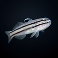 Railway Sleeper Goby