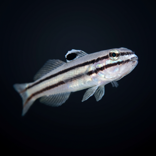 Railway Sleeper Goby