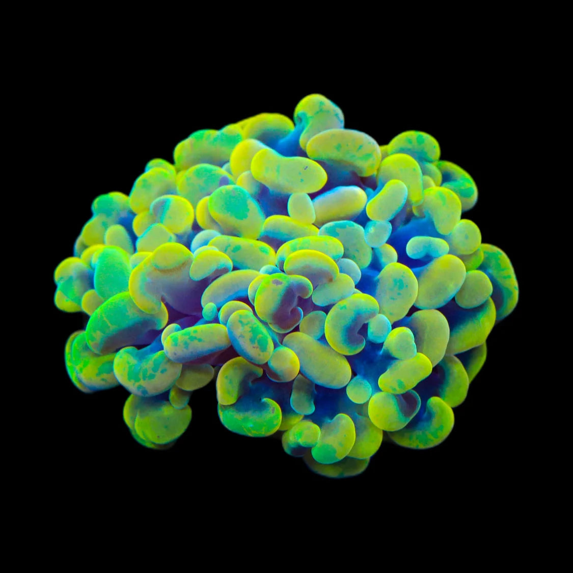 Rainbow Hammer Coral