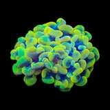 Rainbow Hammer Coral