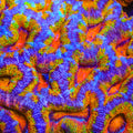 TSA Rainbow Rocket Acan Coral