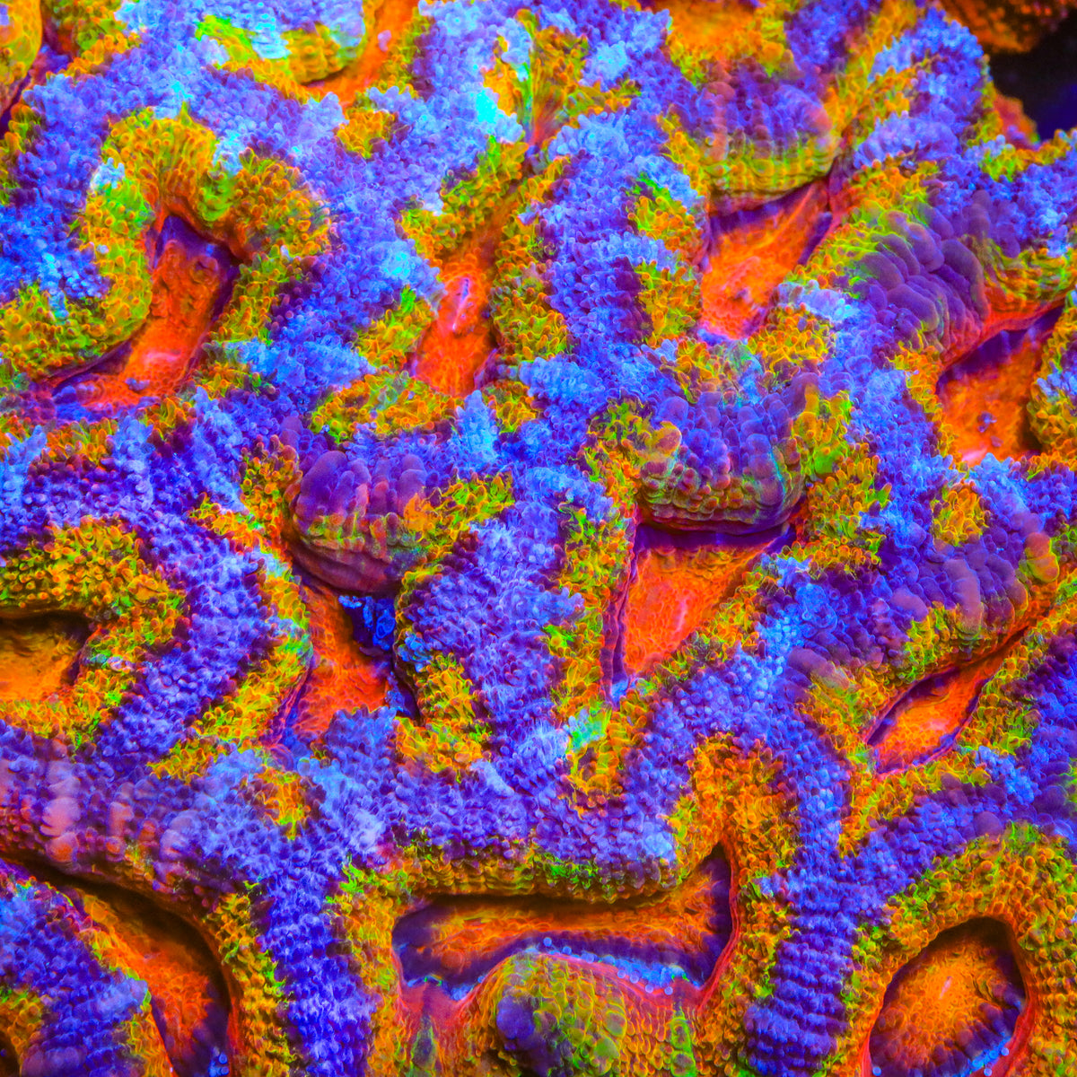 TSA Rainbow Rocket Acan Coral