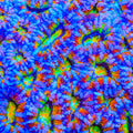 TSA Rainbow Twizzler Acan Coral