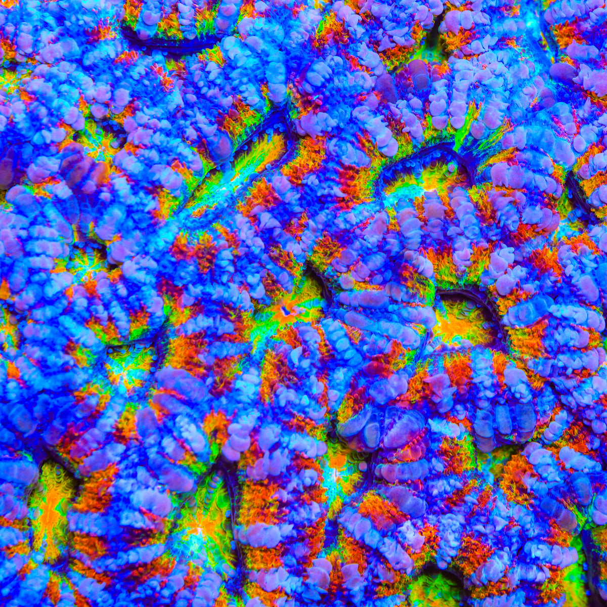 TSA Rainbow Twizzler Acan Coral