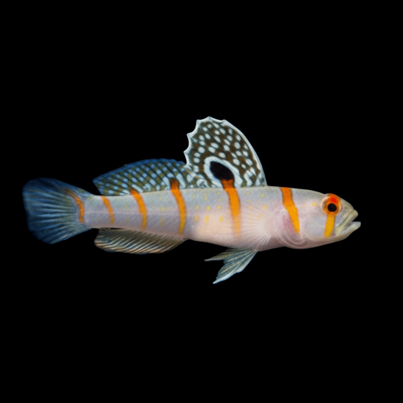Randall’s Prawn Goby