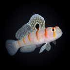 Randall's Goby
