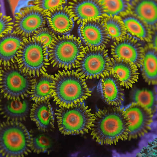 Rasta Zoanthids Coral – Top Shelf Aquatics