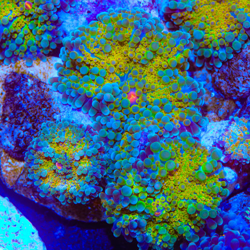 Reaper Yuma Mushroom Coral