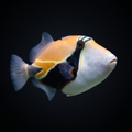 Rectangle Triggerfish