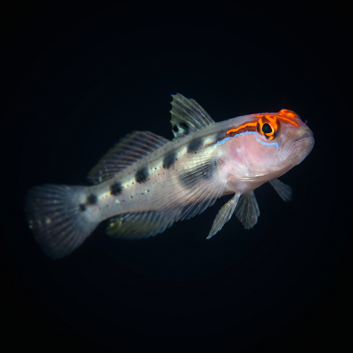 Red Head Goby