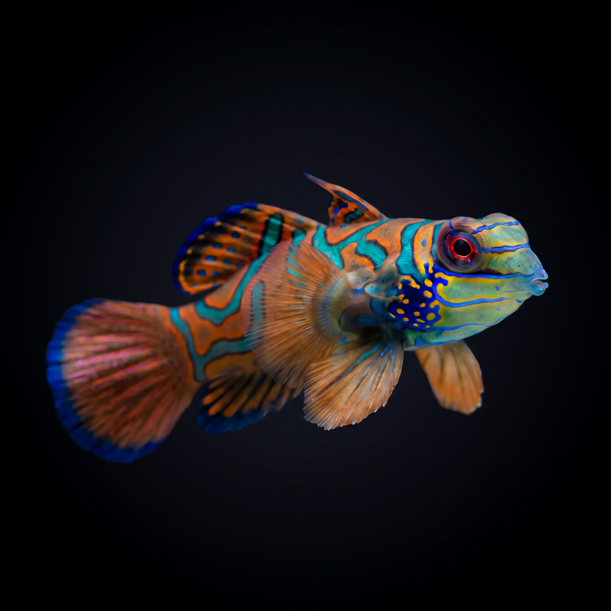 Red Mandarin Dragonet saltwater fish care guide